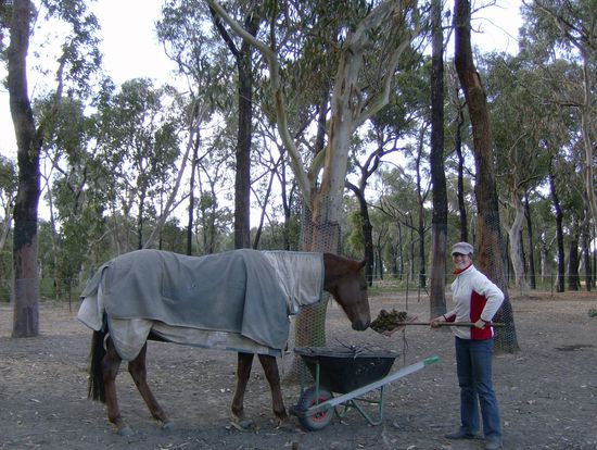 Pferdeyards sollten auch mal ausgemistet werden...