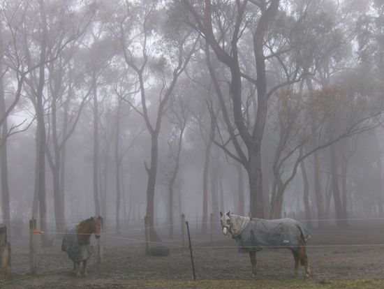 nach Regen folgt Nebel...