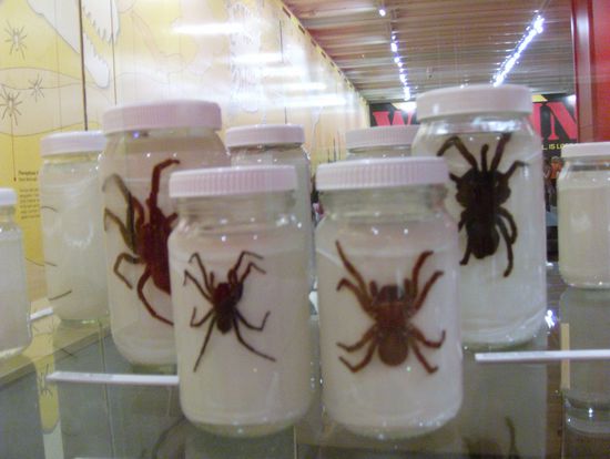 Erste Annaeherungen an die australische Tierwelt...