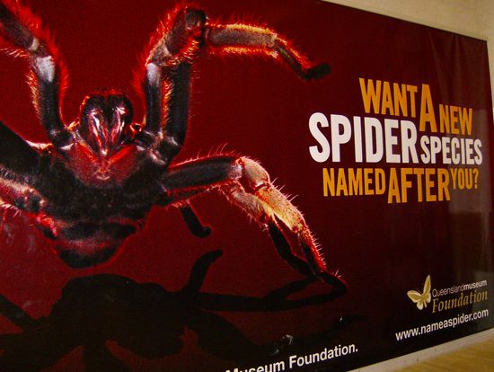 Dieses Bild ist ganz allein fuer meine liebe Cousine Maja  Na das waers doch, ne Spinnenart mit deinem Namen 