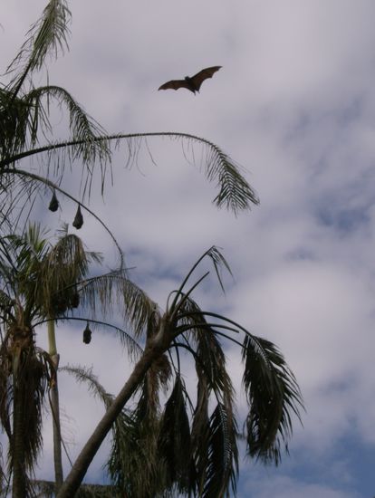 Flying Foxes im Botanischen Garten 
(freilebend)