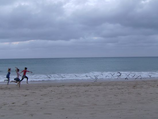 chasing gulls