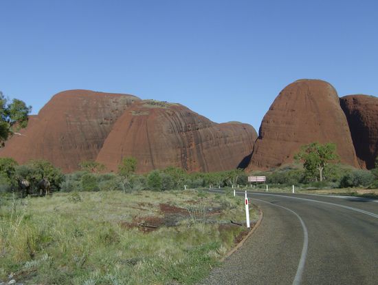 na wer kann die wilden Kamele entdecken?