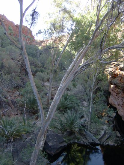 Garden Eden im Kings Canyon