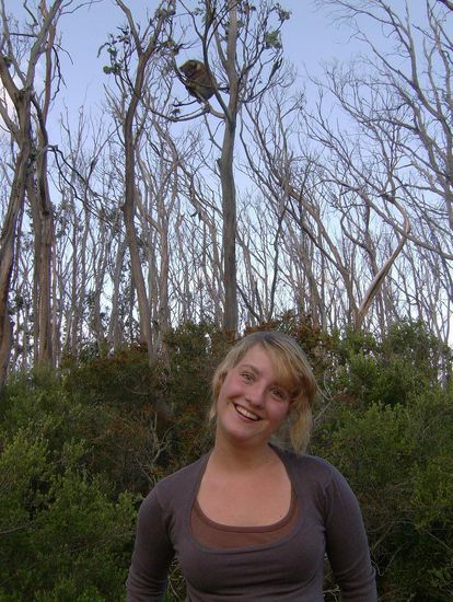 Juhu! mein erster Koala und ich bin nicht mal im Zoo...