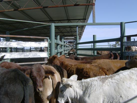 ...wenn alle Rinder zusammengetrieben sind, werden sie in die yards gebracht (ein riesiger kaefigartiger komplex mit vielen Tueren und unterteilungen, so dass man je nach laune seperieren kann)