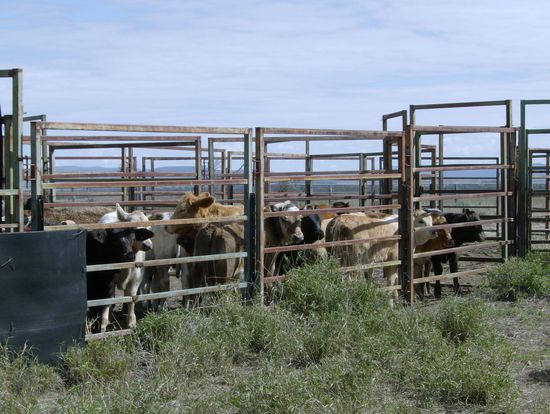 Hier werden die Rinder (Kaelbchen) in eine Reihe geleitet, so dass man sie einzeln behandeln kann. Zuerst wurden sie geimpft, dann hat Ian die hornansaetze entfernt und dann wurden...