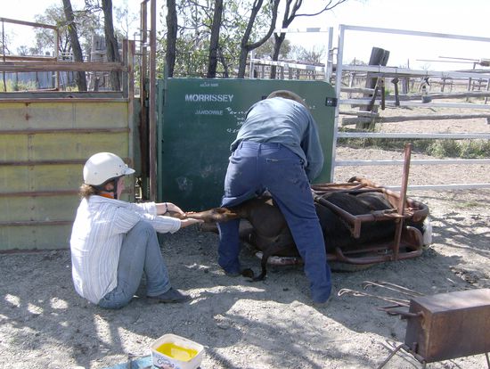 ...die Bullen kastriert...mmhhh ja....
und ich assestiere, damit Ian keinen kick bekommt. Ich sag euch, die sind ganz schoen kraeftig! (den helm hab ich aber nicht aus sicherheitsgruenden an(wobei!?!), hab meinen Hut vergessen und weil die sonne sooo extrem ist hab ich dann meinen Reithelm angezogen...)