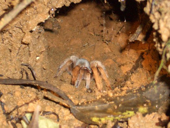 Hiasis Spielgefährtin! 