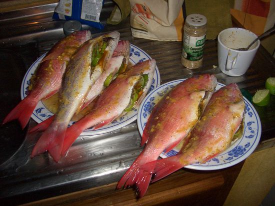 Muchacho Gustls Fische