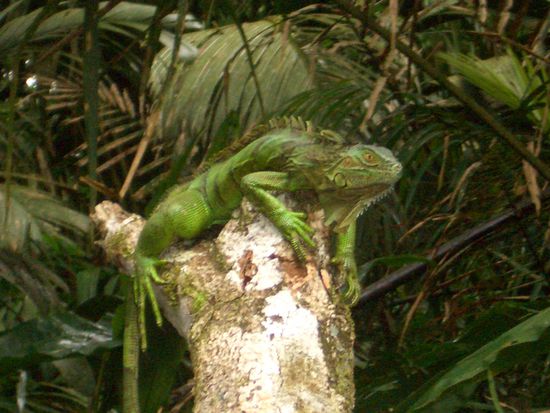 Keine Plastikfigur, sondern bei der Kanufahrt gesichtet... guat goe??