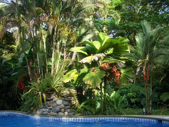 Paradies like! Hier muesst ihr euch vostellen, dass rund um das Becken nur solche Pflanzen stehen, bis zu 40m hoch... Unglaublich was???