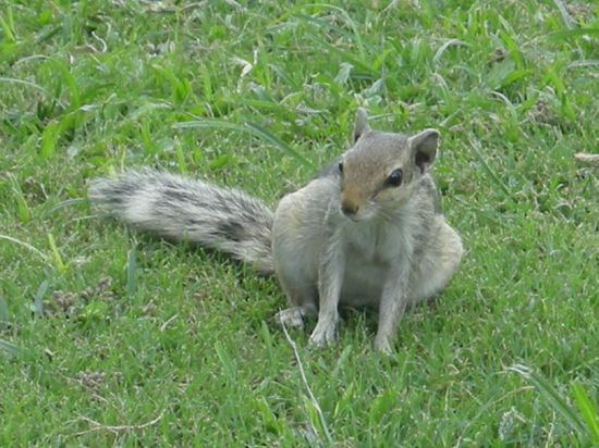 ...suessen Streifenhoernchen...