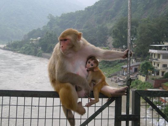 Affen tummeln sich auf der Haengebruecke ueber dem Ganges...