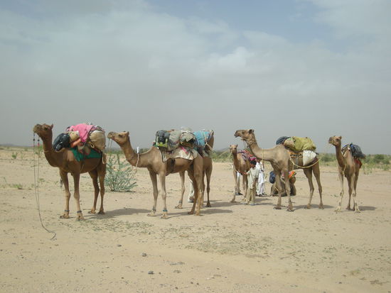 Ein Teil unserer Karawane... die grossen Kamele sitzen noch nicht drauf 