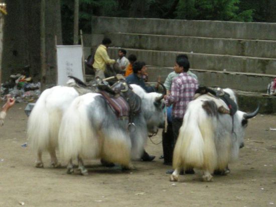 Auf dem Jahrmarkt gab es statt Ponyreiten Yakreiten!