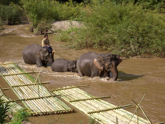 2 unserer Fortbewegungsmittel, Tier und Boot