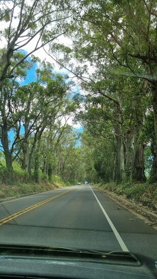 Eukalyptus-Tree-Tunnel
