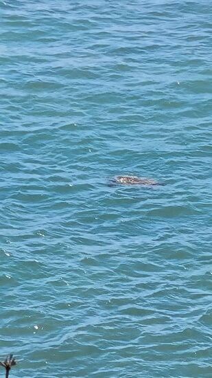 Wasserschildkröten!!!!