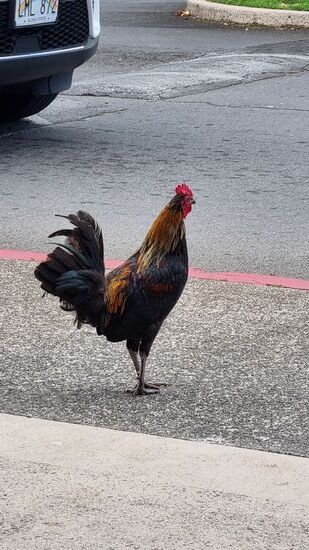 Hühner. Überall!!!