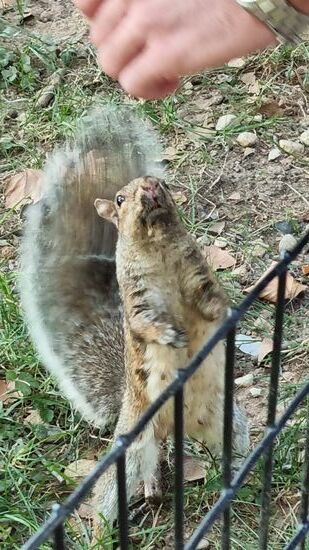 Eichhörnchen im Central Park. Sehr niedlich!