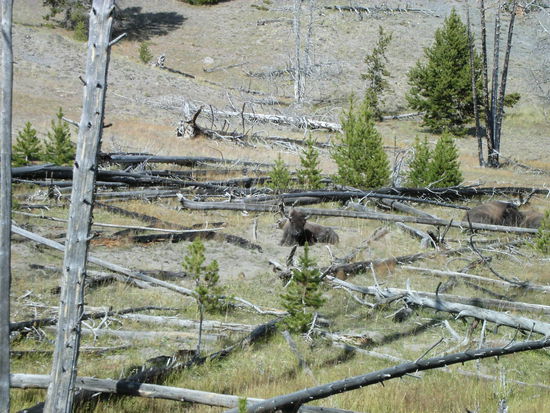 Verbrannter Wald mit Büffeln