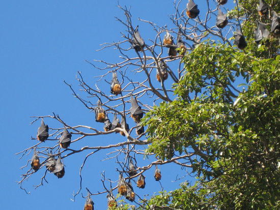 Flying Foxes
