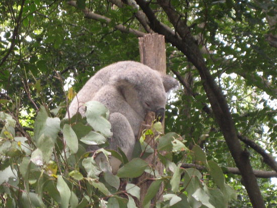 Koalas