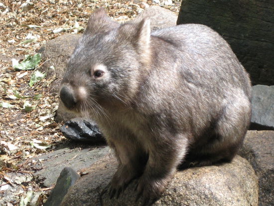 Wombat