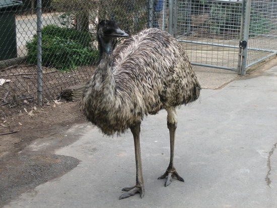 Frecher Emu!