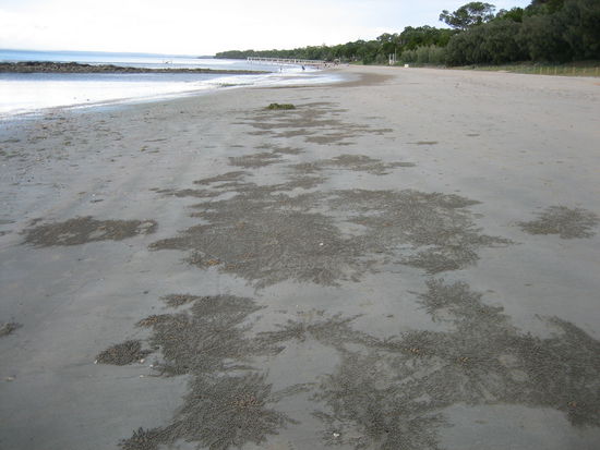 Kleine Krebse machen diese Muster