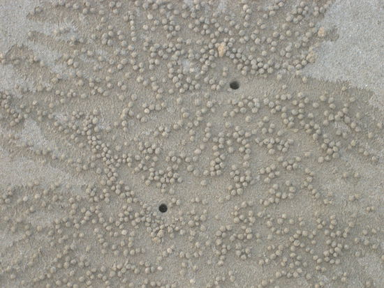 Sandkügelchen von Krebsen