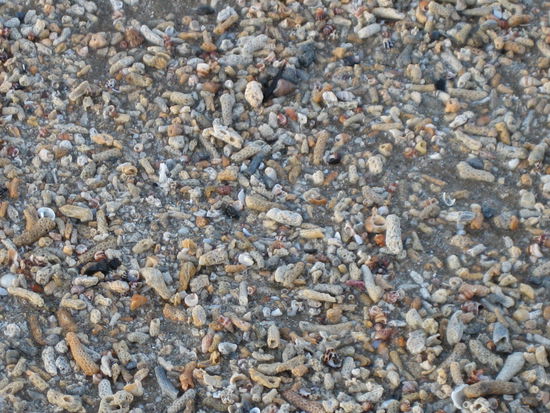 Keine Muscheln, dafür Korallenstücke am Strand