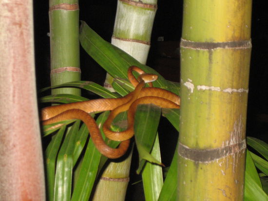 Unsere Nachbarin am Camper...