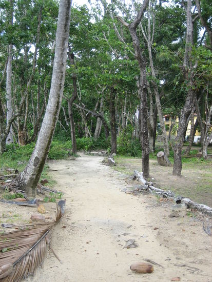 Achtung, Kokusnüsse!