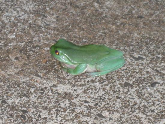 Mein Duschpartner - handtellergroß!