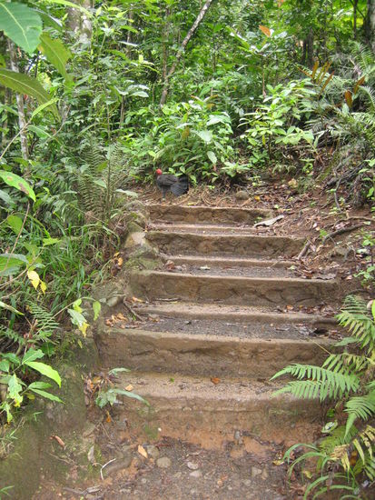 Der Truthahn läuft in Panik vor uns weg...