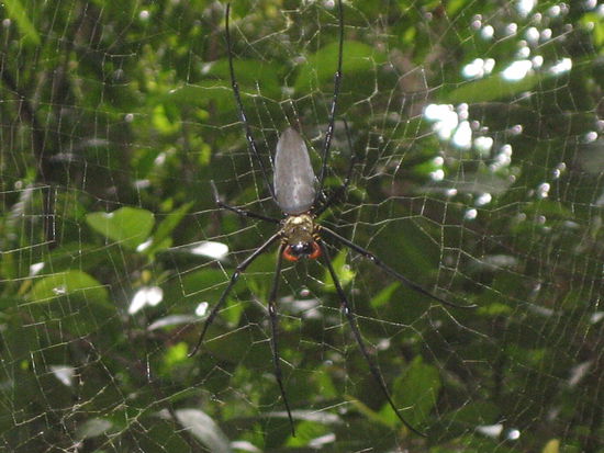 Spinnen, Spinnen, Spinnen....