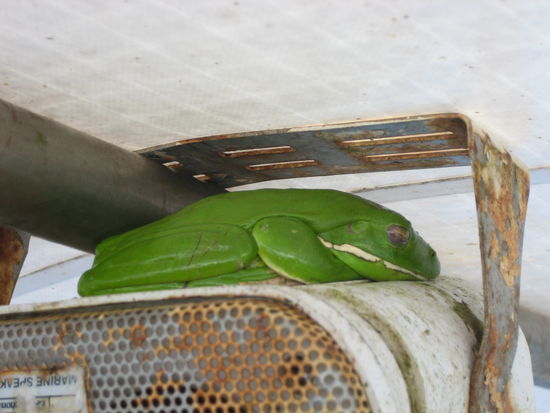 Der große Frosch war auch mit an Bord!