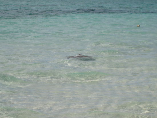 Die Wasserschildkröte umrundete uns