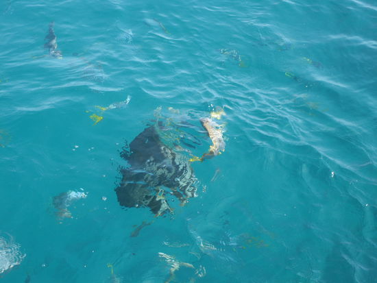 Viele, viele bunte Fische