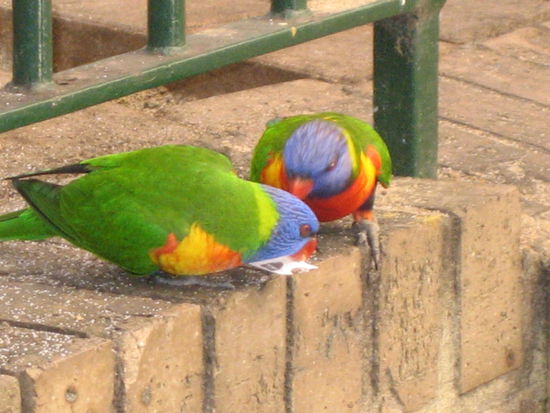 Zuckertütchendiebe!