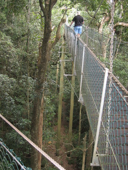 Tree Top Walk