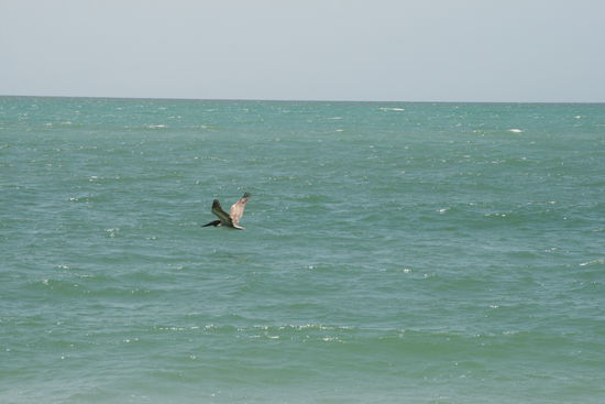Pelikane fliegen haarscharf übers Meer