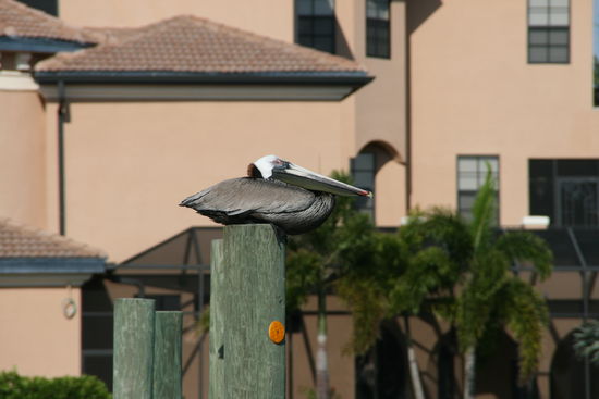 Vögel, Vögel, Vögel...