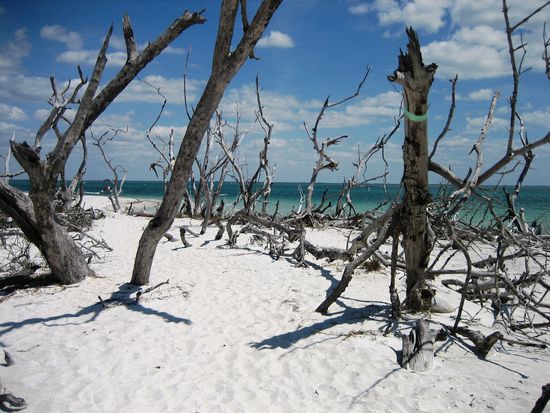 Cayo Costa; "Versteinerter Wald"
