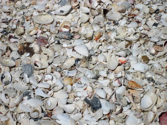 Muscheln, Muscheln, Muscheln