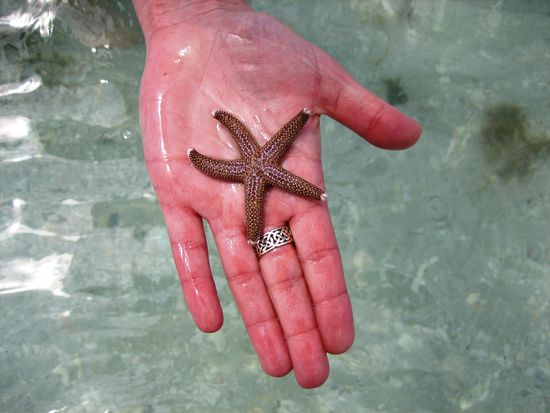 Ein Seestern - keine Angst - wir haben ihn weiter schwimmen lassen!