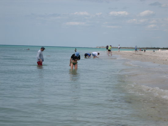 .... und Muschelsuche