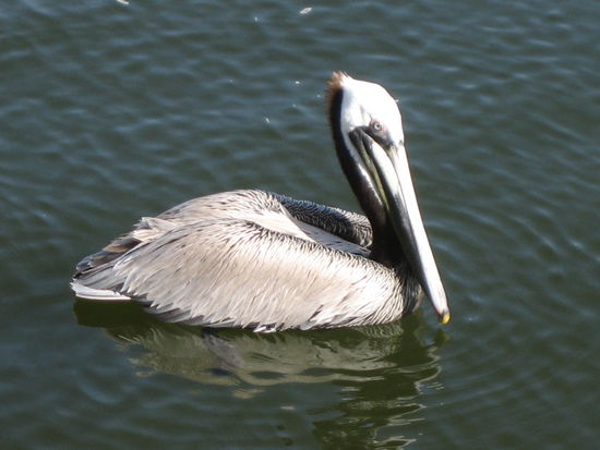 Ist er nicht schön?!